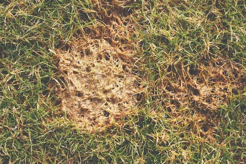 Prevents Disease Carryover To Spring