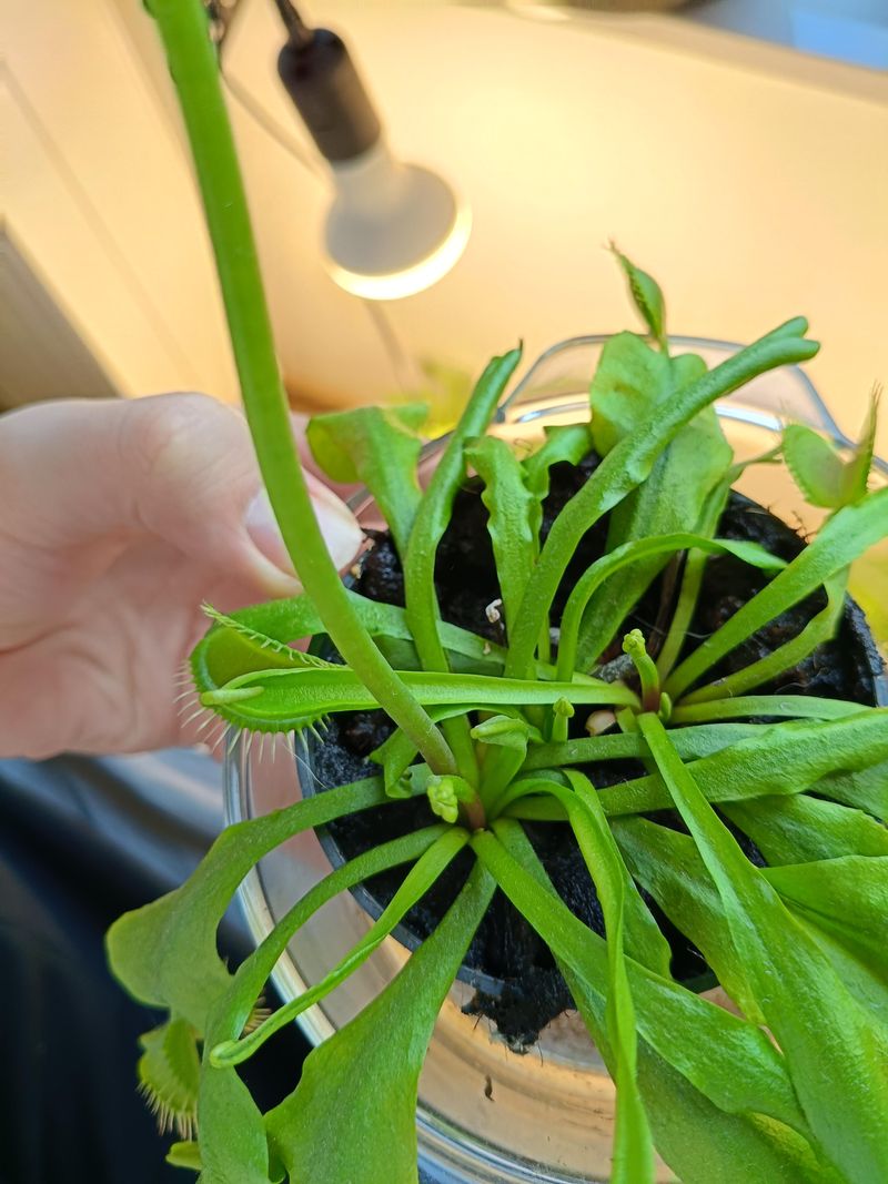 Strengthens Stems By Building Uniform Muscle