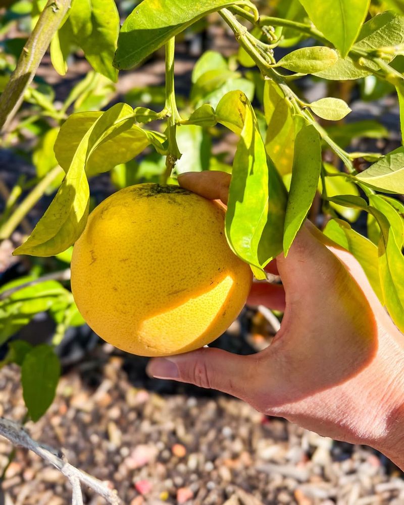 Prevents Frost Damage Before Sunrise