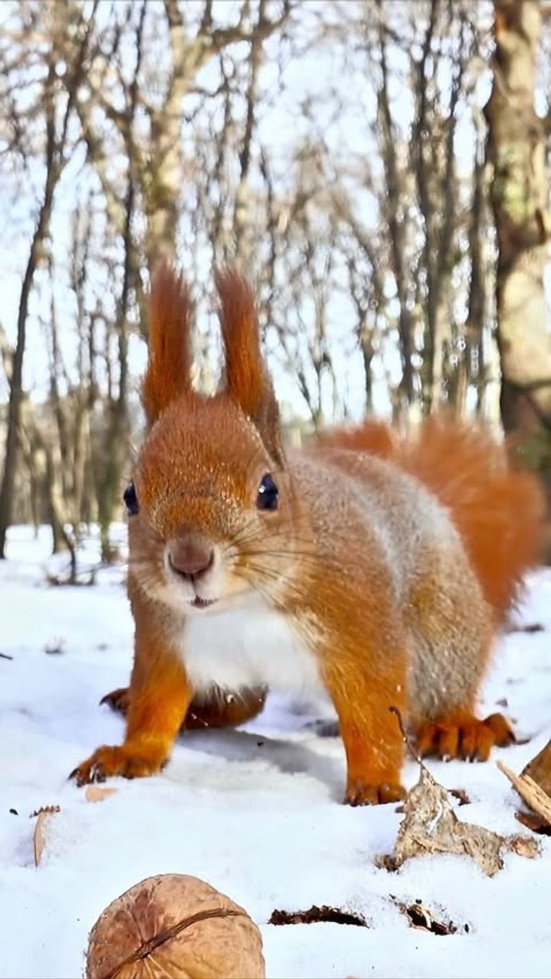 Prevents Development of Winter Adaptations