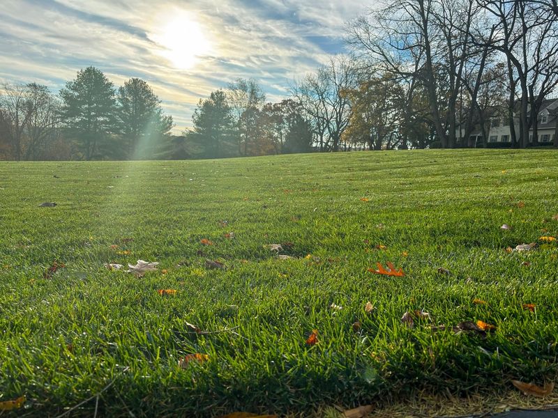 Allows More Sunlight To Reach The Crown