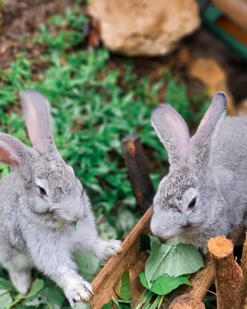 Stress Relief Through Nature Connection