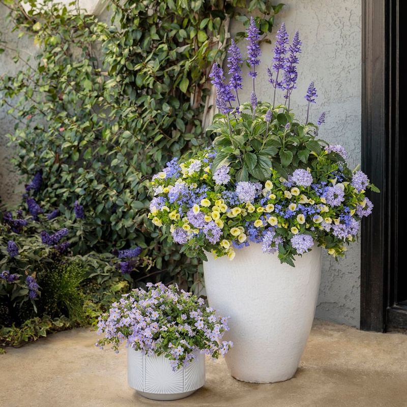 Container Growing Makes Placement Easy