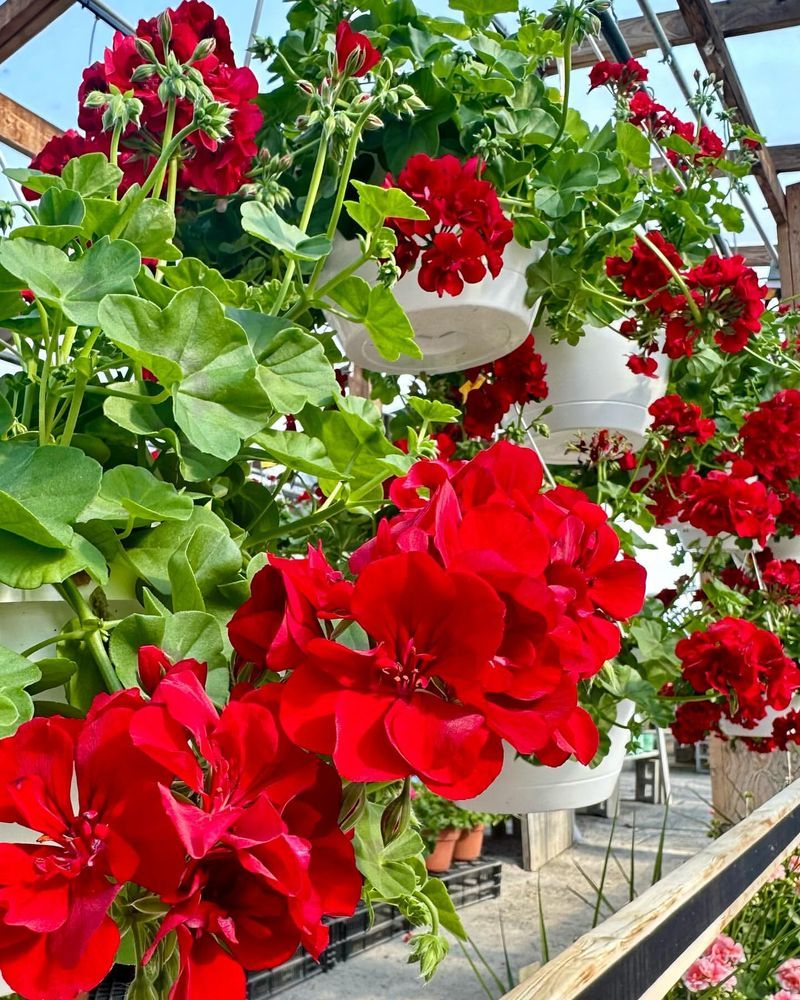 Low Maintenance Means More Free Time