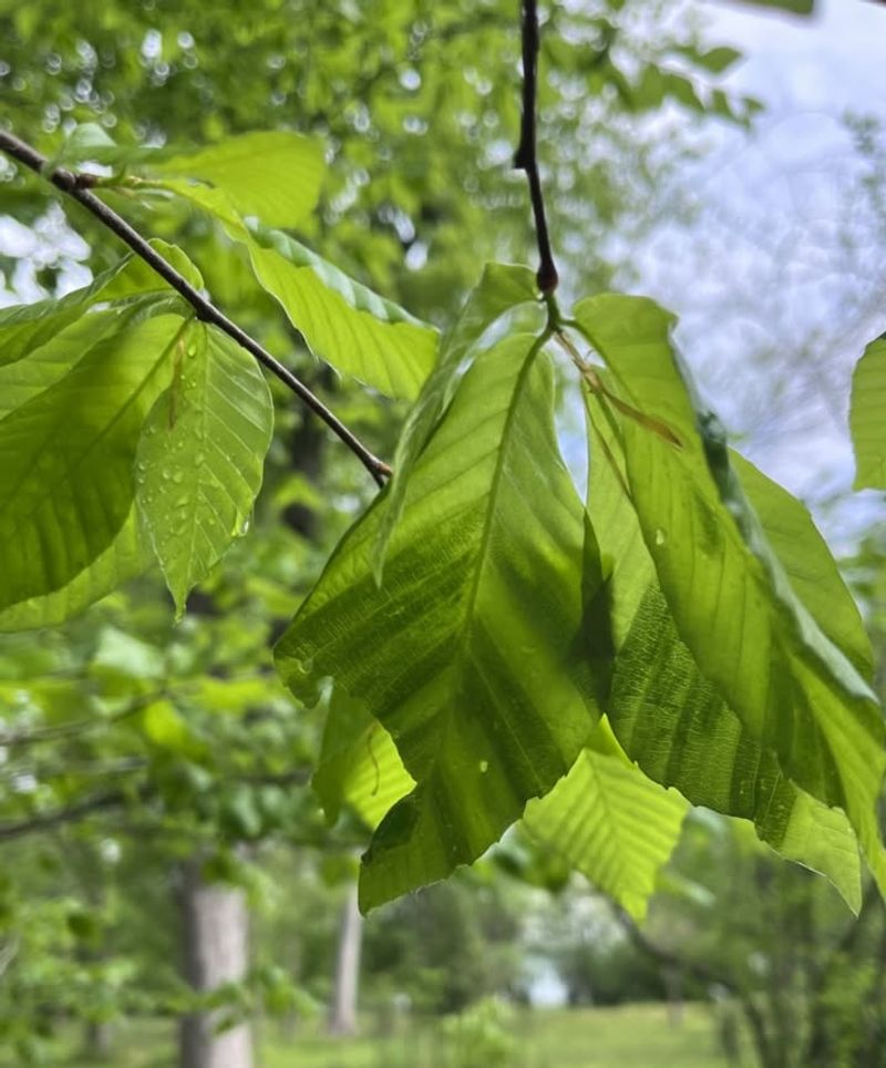 Reduced Pest Pressure