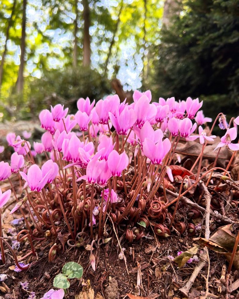 Cyclamen (Hardy Cyclamen)