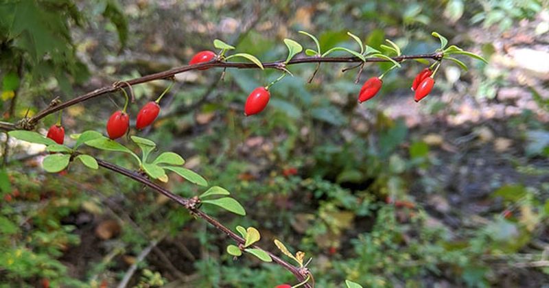 Japanese Barberry