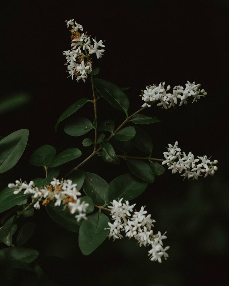Chinese Privet