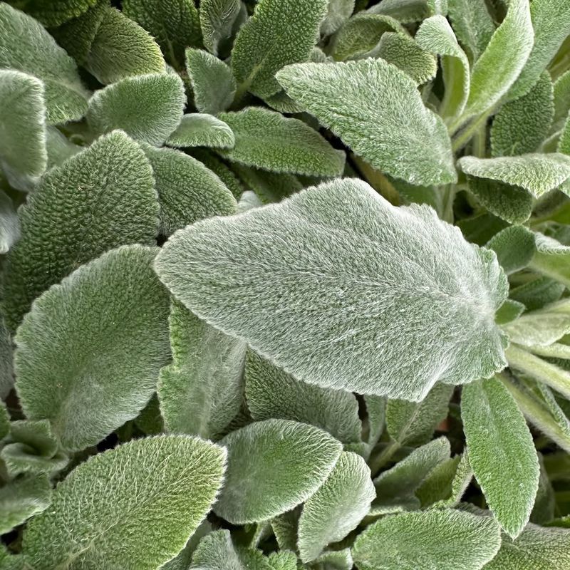 Lamb's Ear
