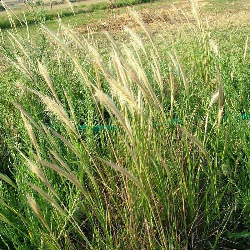 Cogongrass