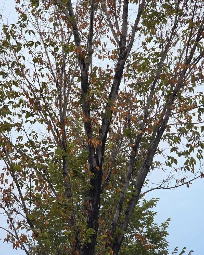 Dutch Elm Disease-Infected Elms