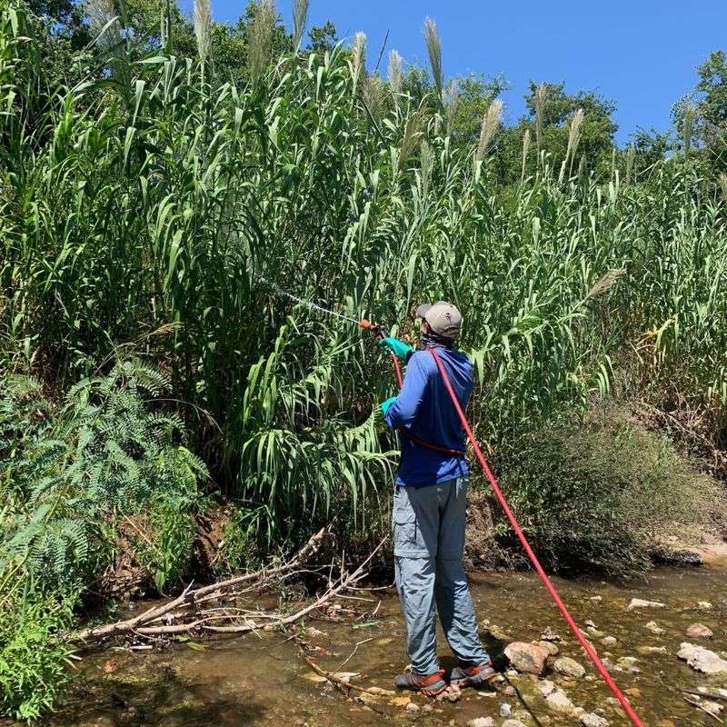 Giant Reed Plants