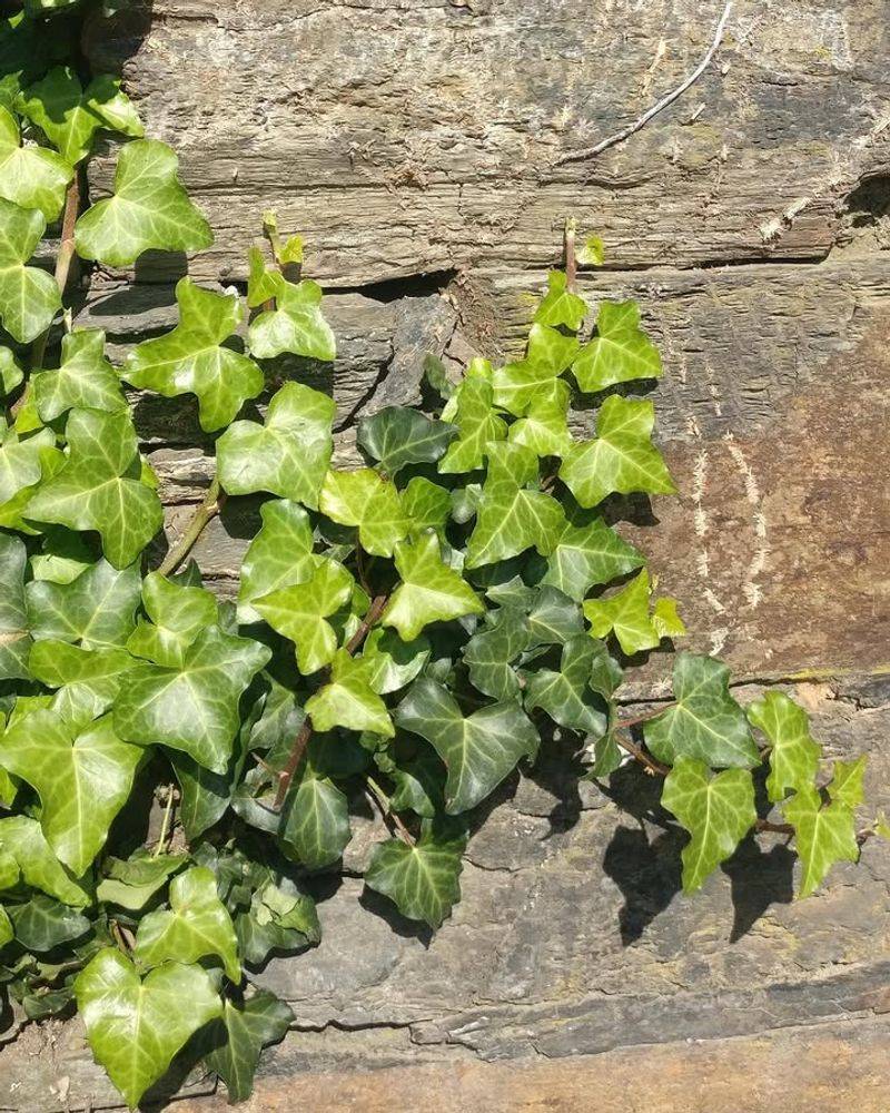 Baltic Ivy (Hedera helix 'Baltica')