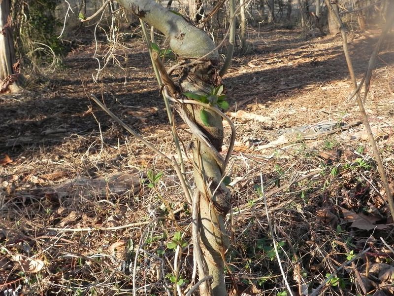 Japanese Honeysuckle Strangles Native Plants