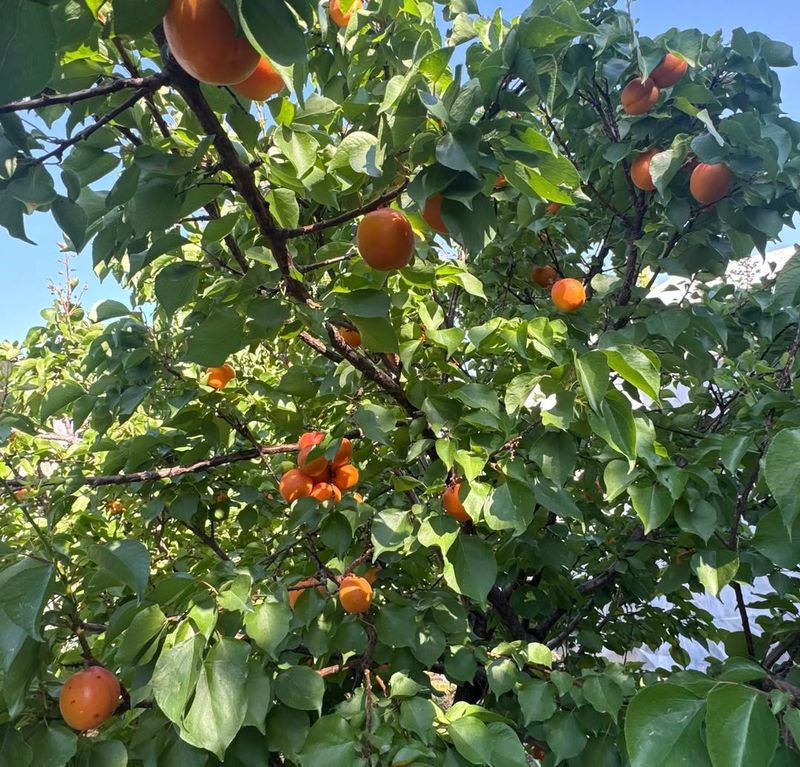 Manchurian Apricot