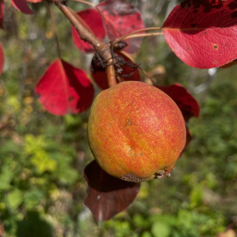 Manchurian Apricot
