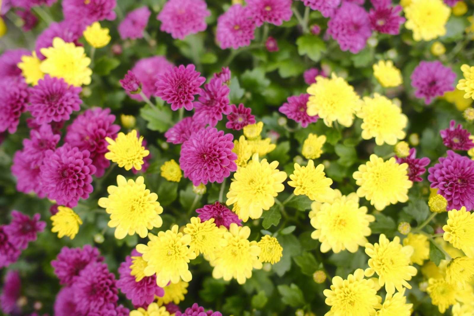 Enjoy Gorgeous Long Lasting Mums in Illinois This Fall With 8 Smart Tips
