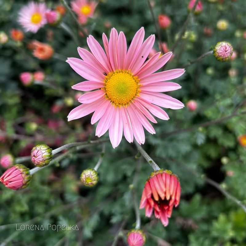 Choose Hardy Garden Mums Over Florist Varieties
