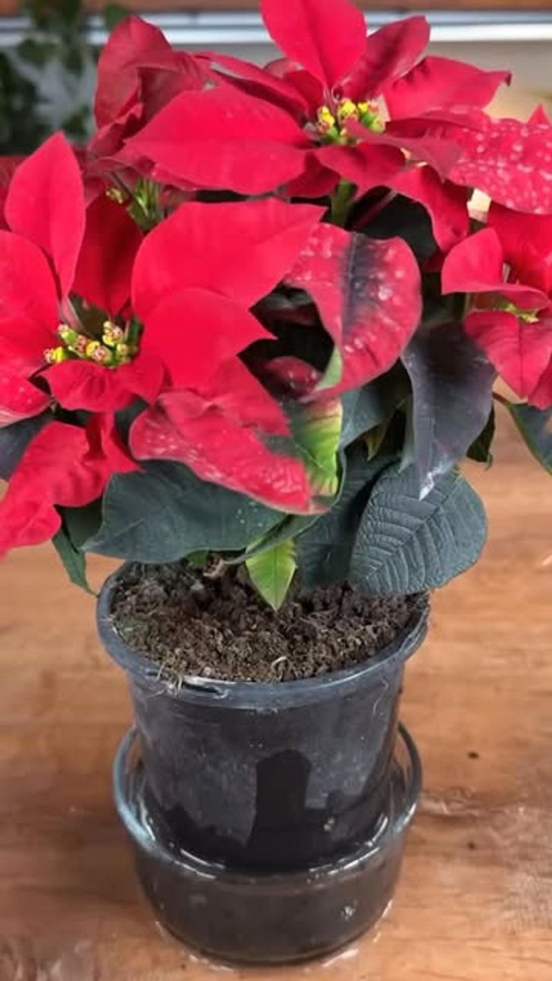 Repot Into Fresh Soil Each Spring