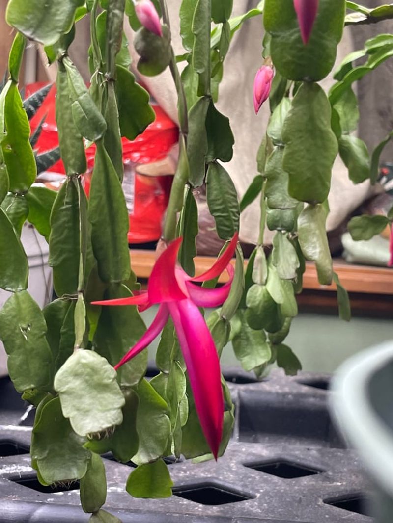 Timing Your Purchase for Peak Blooms