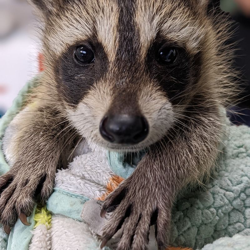 Timing Matters For Humane Removal