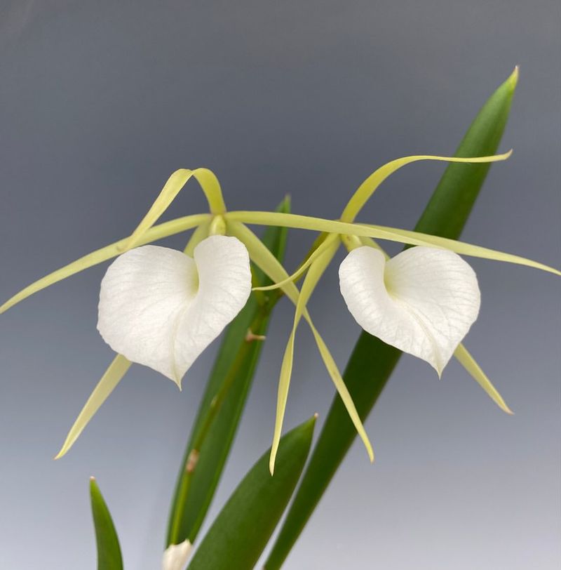 Brassavola Orchids