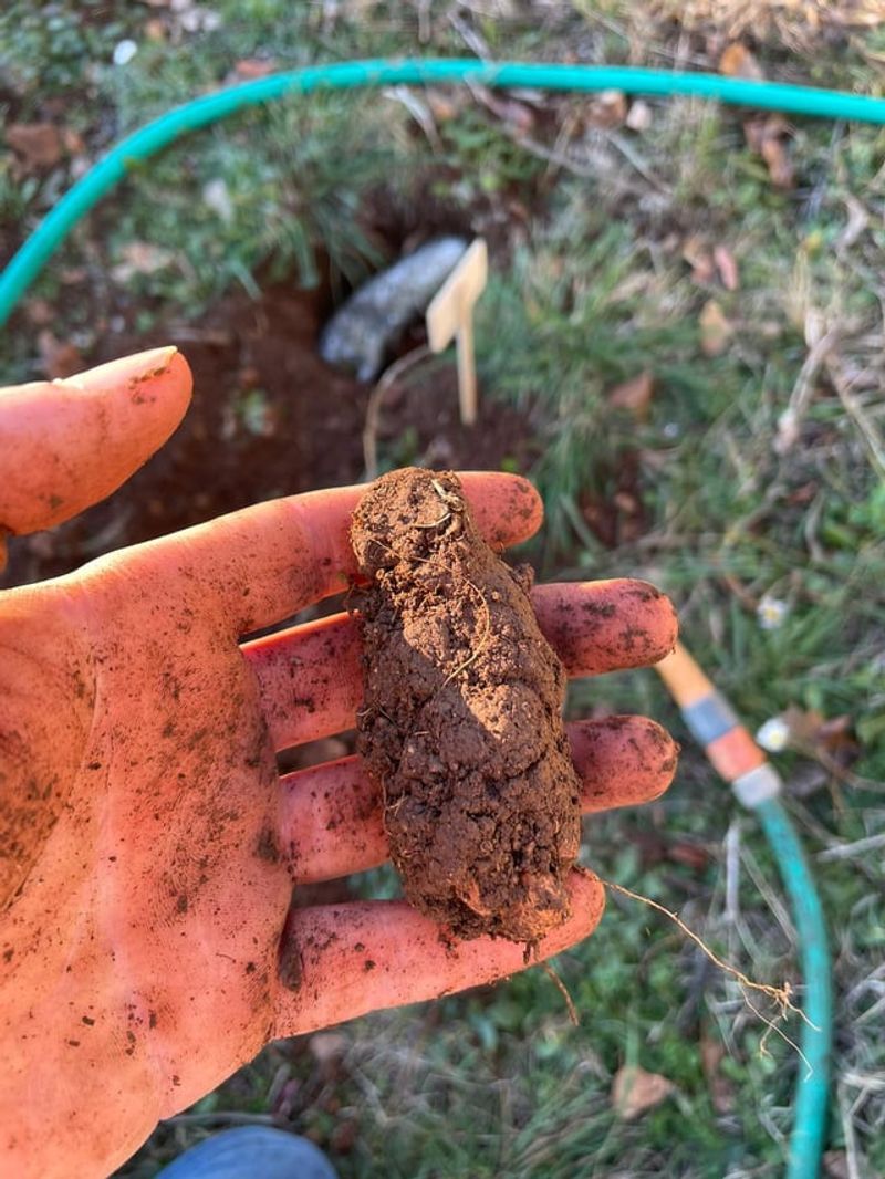 Georgia Soil Tends Toward Acidity Naturally