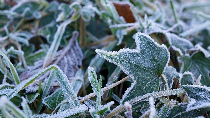 Shorter Frost Periods