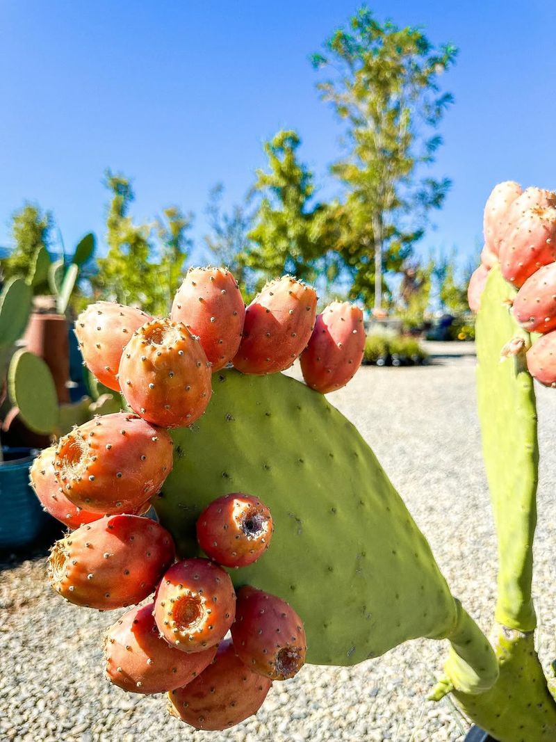 Prickly Pear Cactus