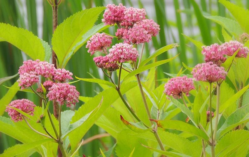 Tolerates Louisiana's Wet Soil Better Than Alternatives