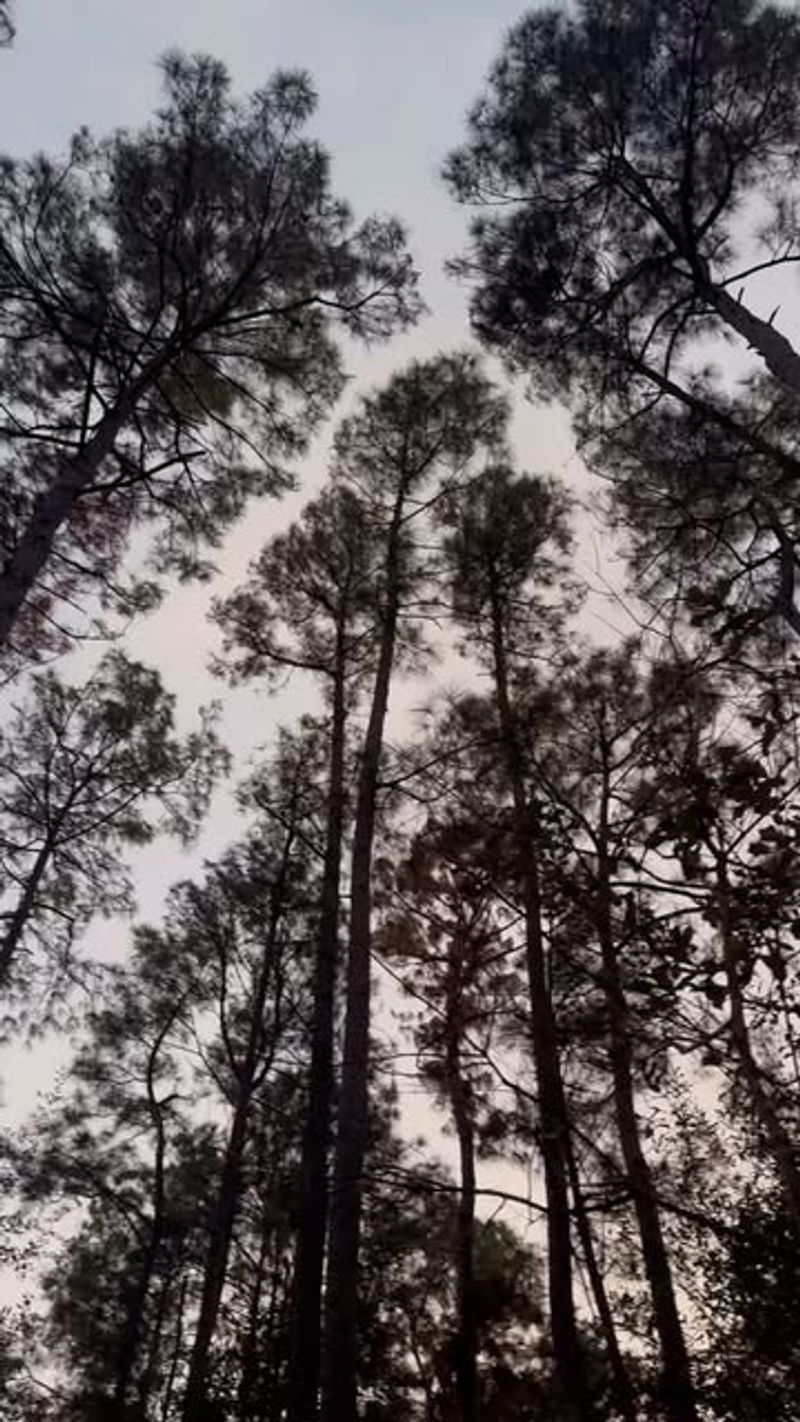 Dead Or Dying Pine Trees