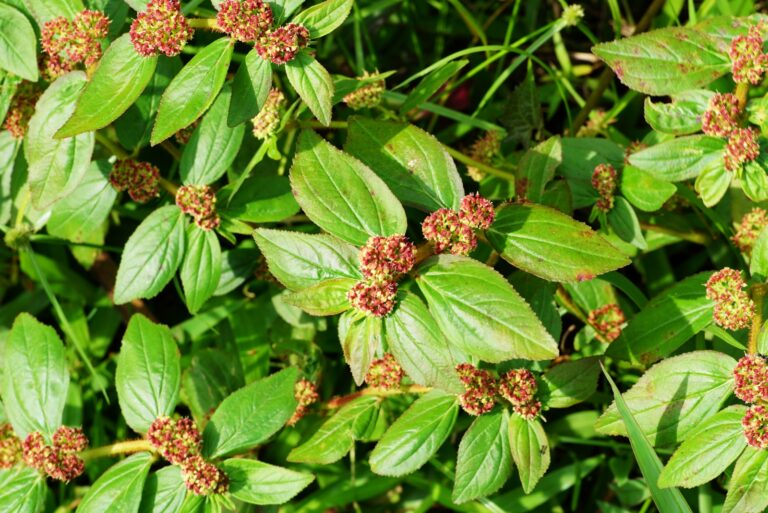 Euphorbia Hirta (featured image)