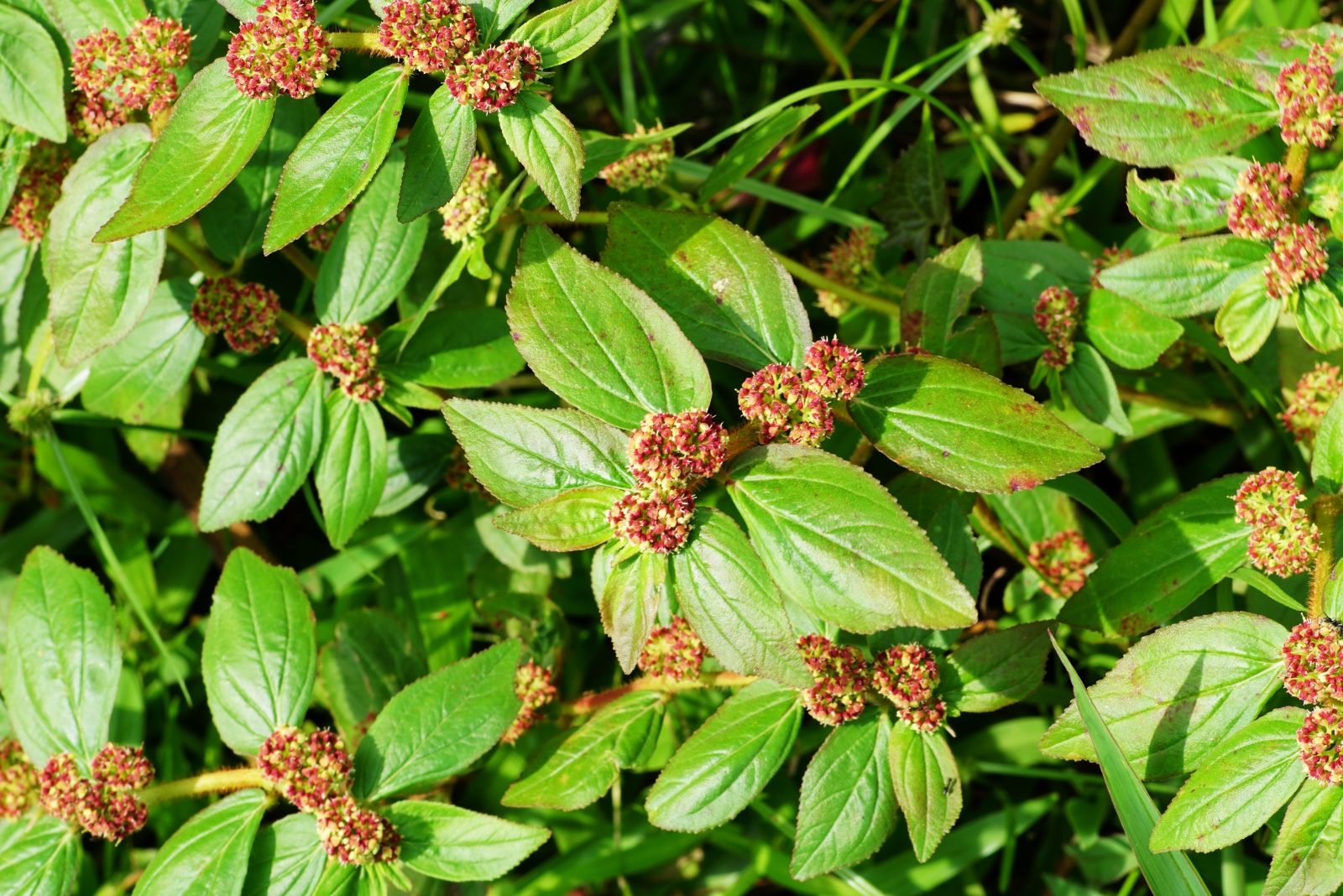 Euphorbia Hirta Has Roots In Tradition And Benefits You Should Know