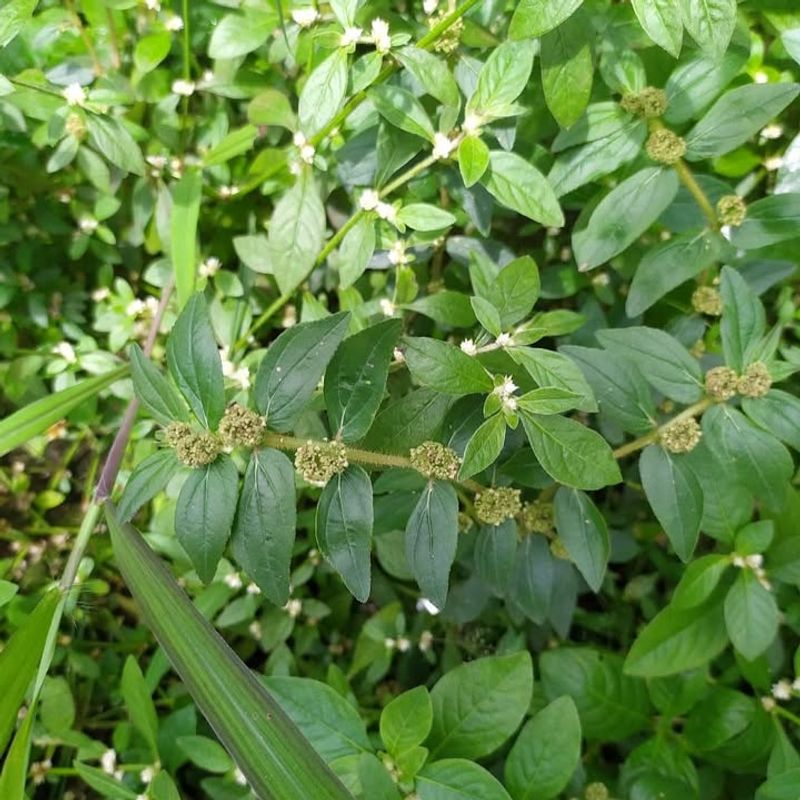 Why Euphorbia Hirta Became A Trusted Remedy Through The Ages