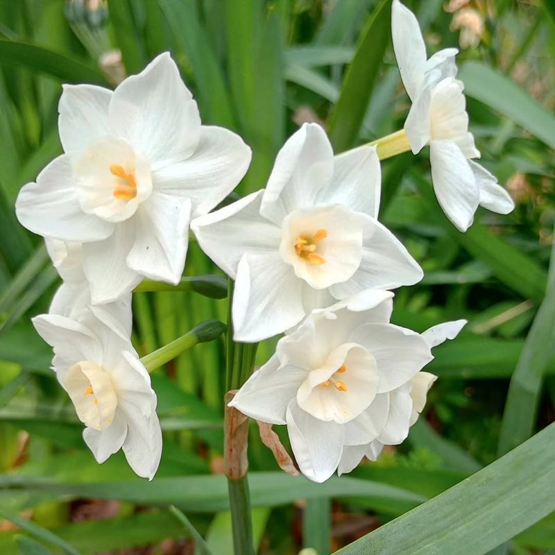 Narcissus