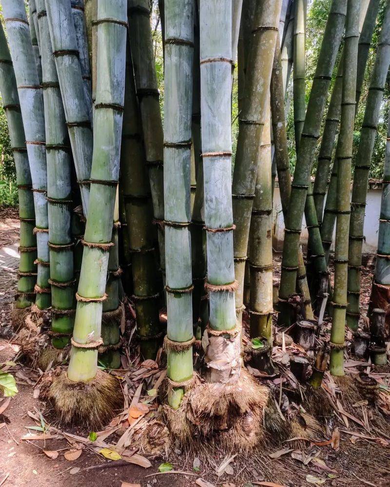 Bamboo Species