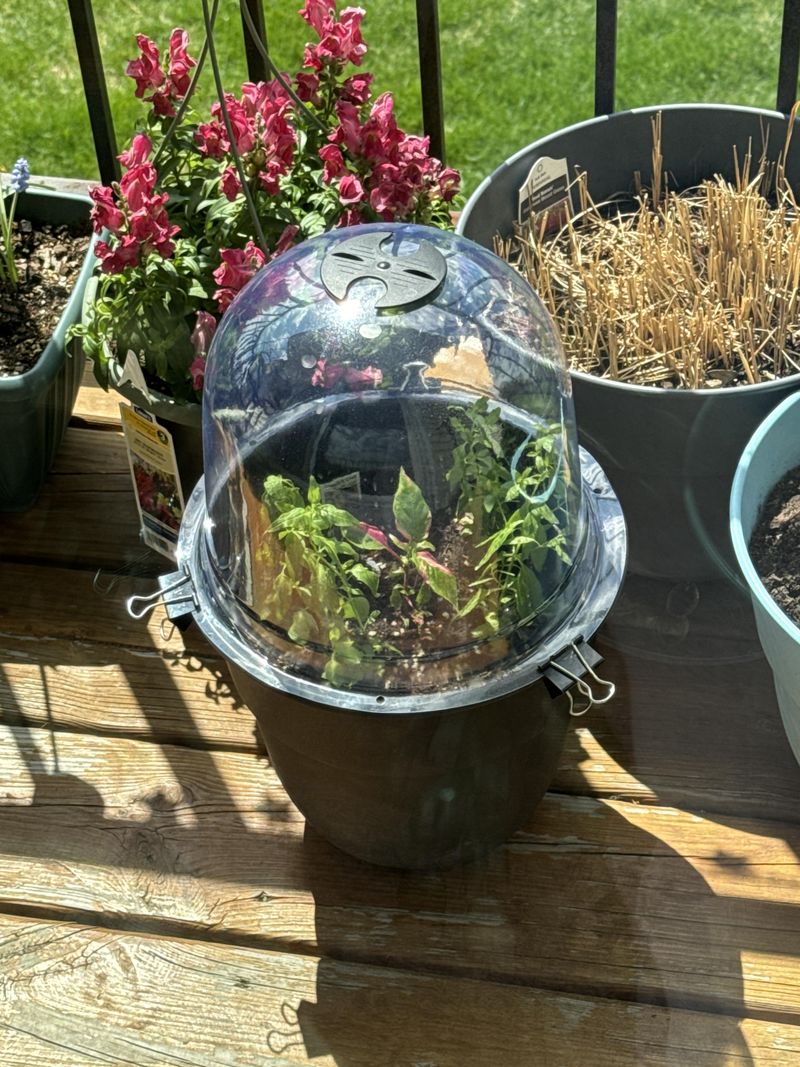 Newly Planted Flowers Lack Established Roots to Withstand Cold Stress