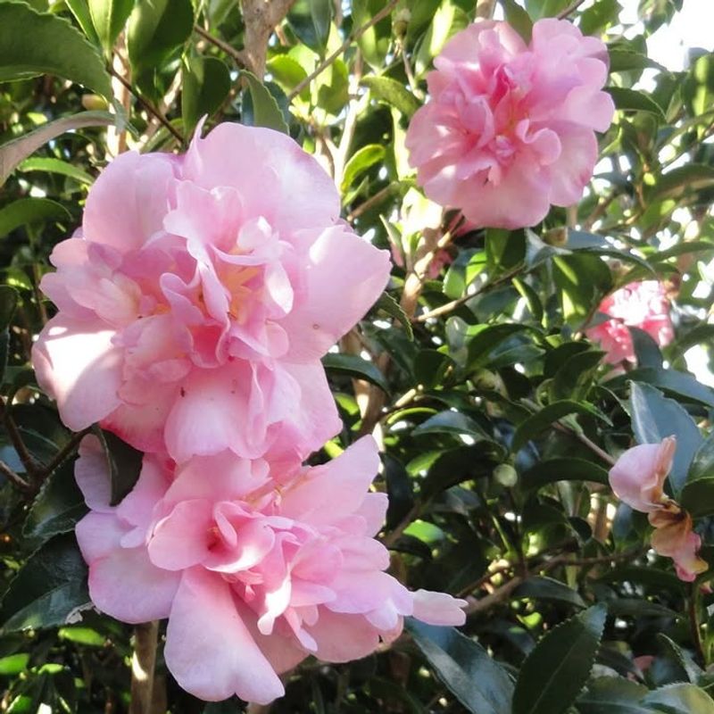 Shade Tolerance Makes Placement Easy