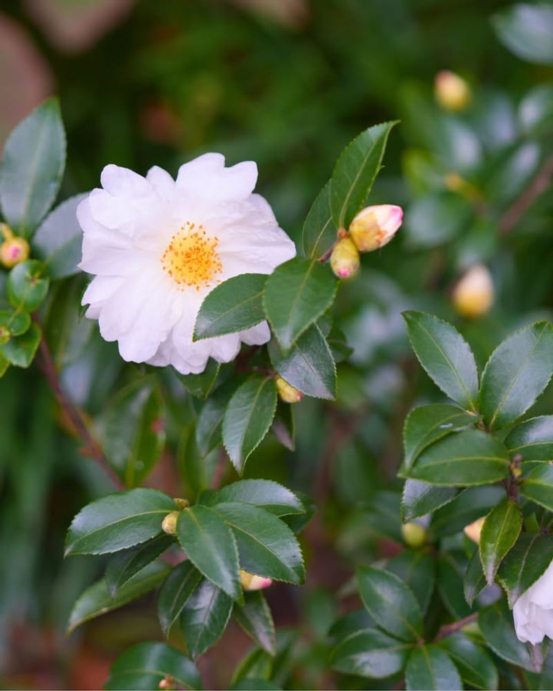 Perfect For Georgia's Climate