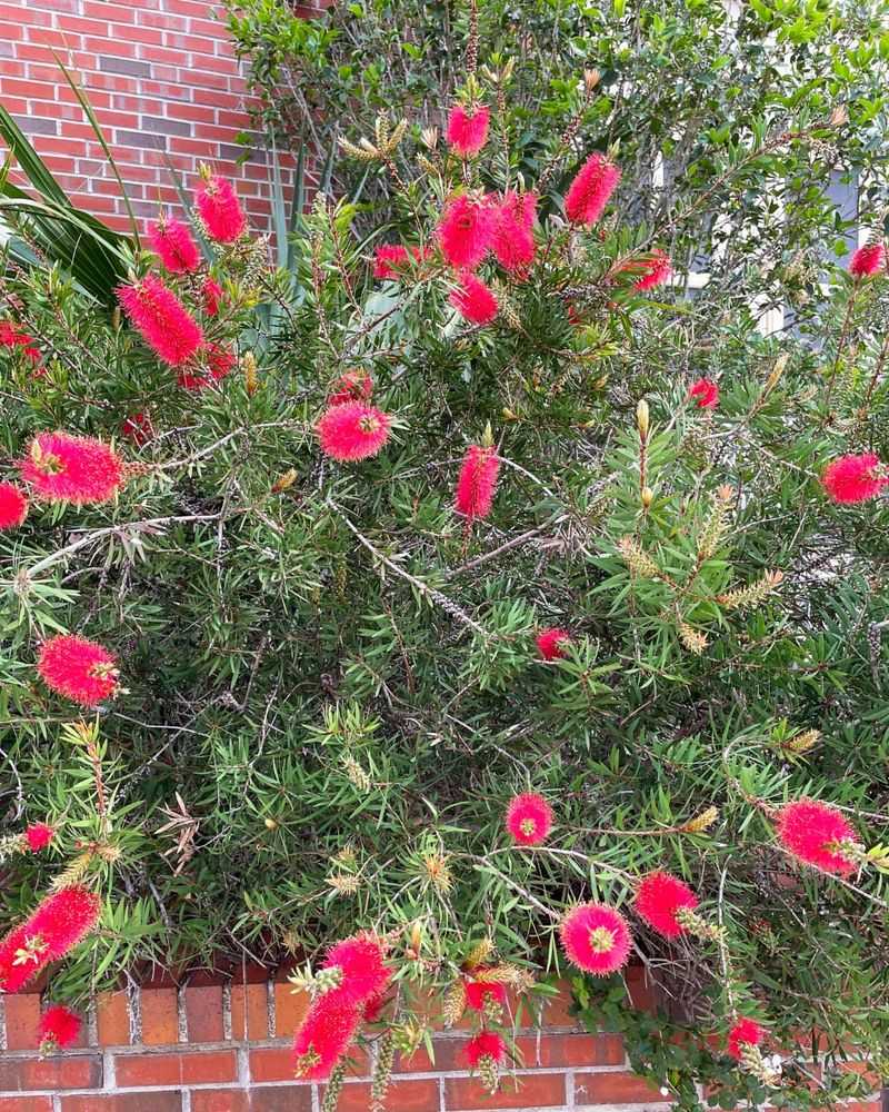 Tolerates Various Soil Types