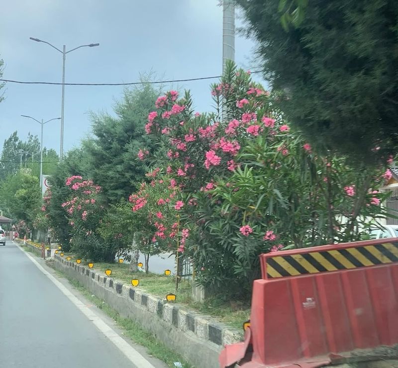 Smoke From Burning Oleander Releases Toxic Fumes