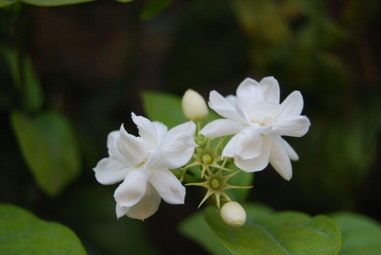 arabian jasmine white flowers in bloom