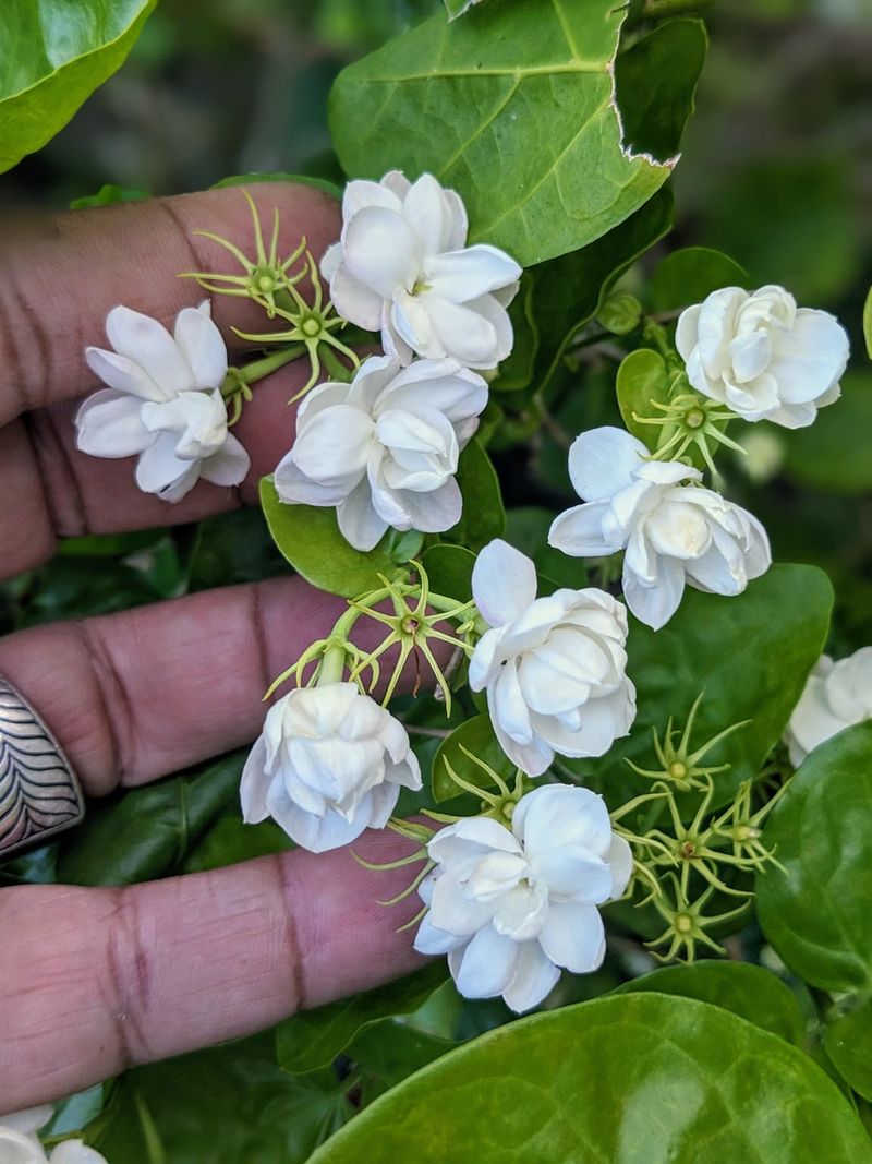 1. The Scent Is Absolutely Real