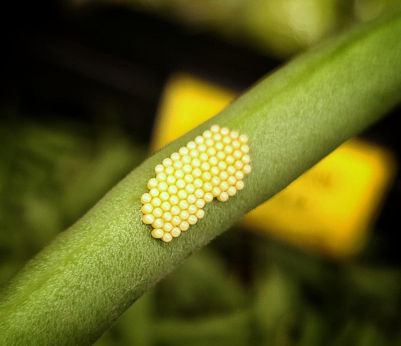 Notice The Pattern And Arrangement