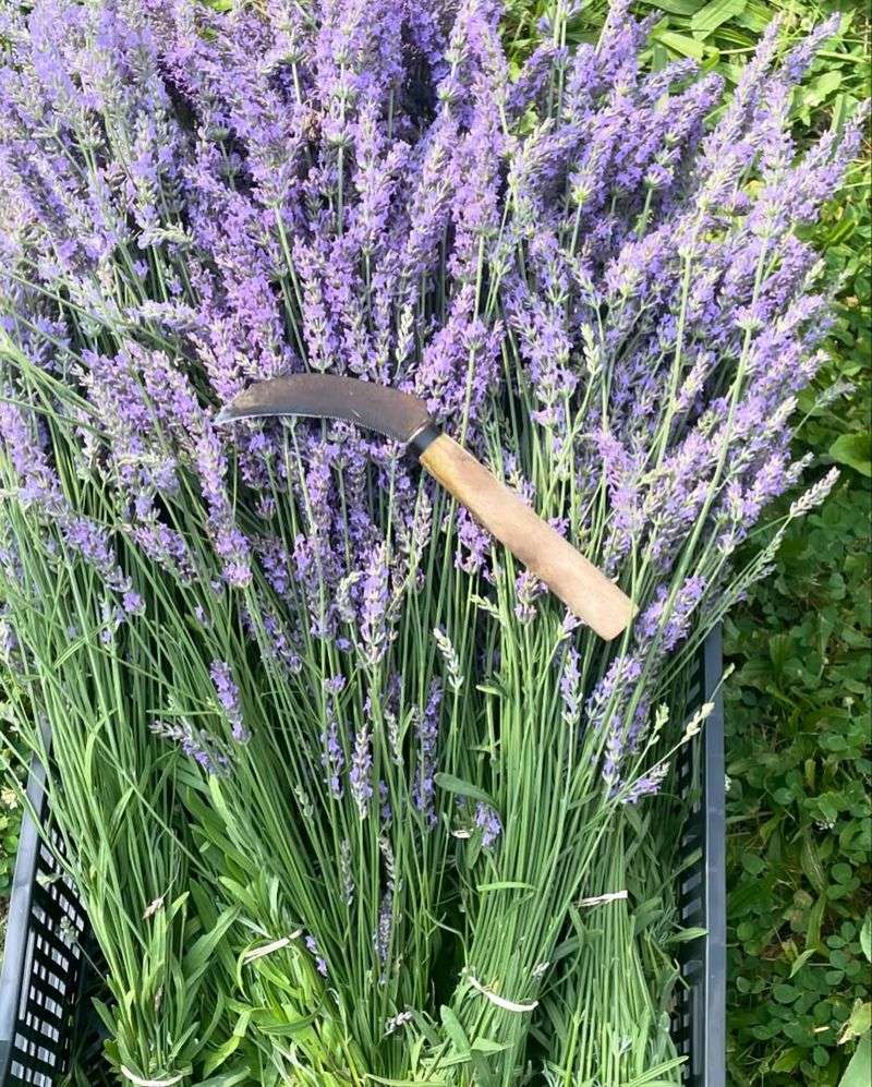 Easy Access For Regular Harvesting