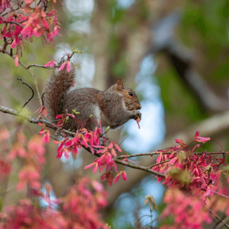 Wildlife Friendly Without Being Messy