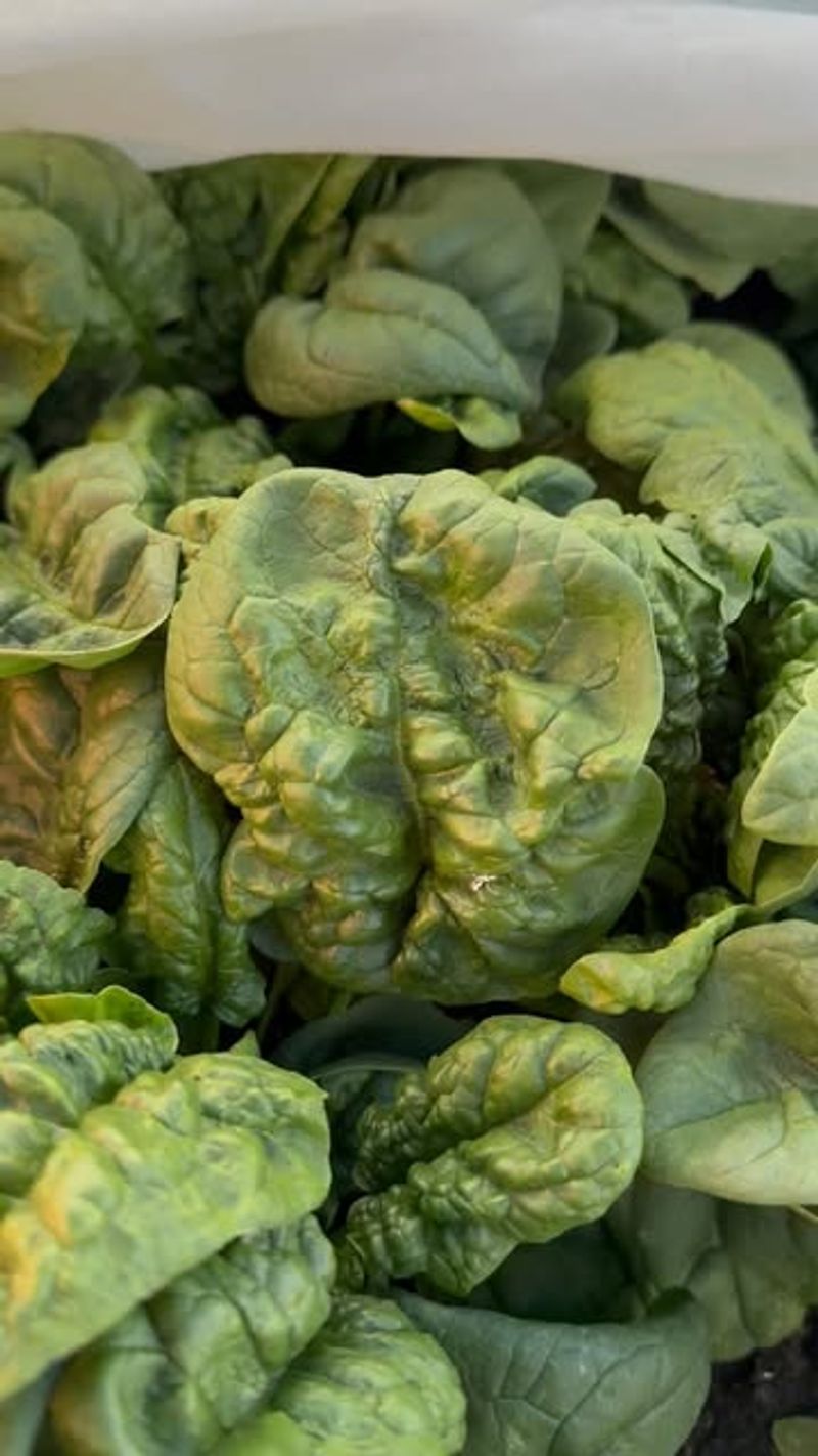 Cut-and-Come-Again Harvesting