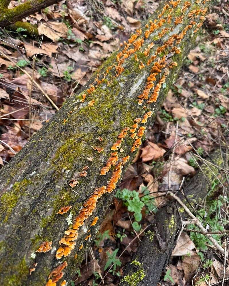 Decaying Organic Matter Below The Surface