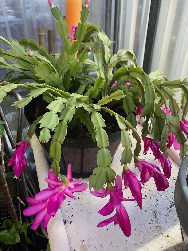 Sudden Environmental Changes