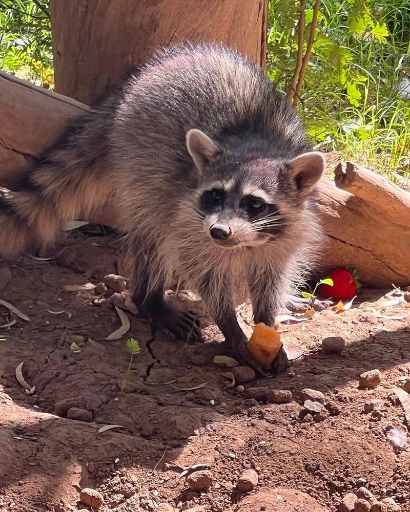 Your Homeowners Insurance Might Not Cover Damage